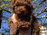 Bi̇blo Surat Toy Poodle Yavrular