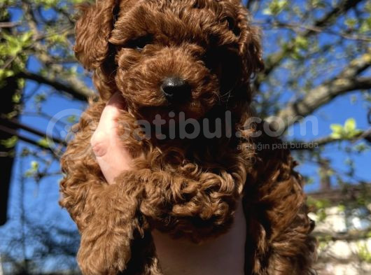 Bi̇blo Surat Toy Poodle Yavrular görsel