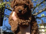 BİBLO SURAT TOY POODLE YAVRULAR