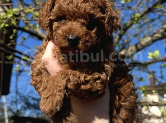 Bi̇blo Surat Toy Poodle Yavrular