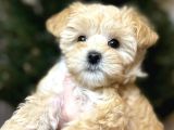 TEDY SURATLI MALTİPOO YAVRUMUZ