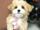 MUHTEŞEM MALTİPOO BEBEKLERİMİZ