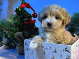 MASKELİ MALTİPOO BEBEKLERİMİZ