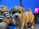 MALTİPOO YAVRULARIMIZ