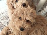 5 AYLIK POODLE BEBEKLER