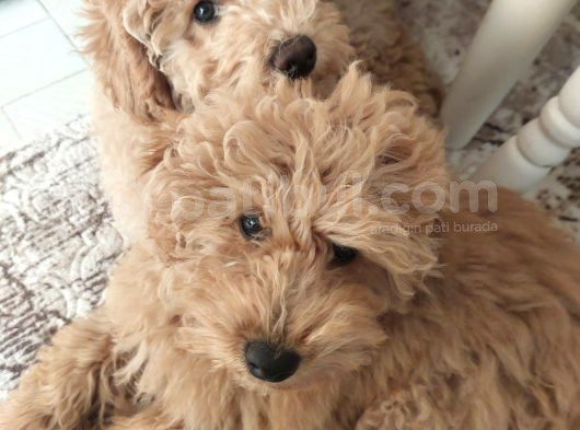 5 Aylik Poodle Bebekler