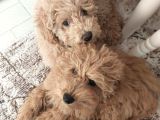 5 Aylik Poodle Bebekler