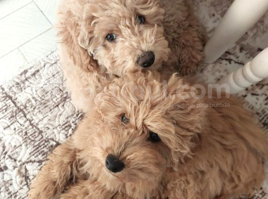 5 Aylik Poodle Bebekler görsel