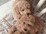 5 Aylik Poodle Bebekler