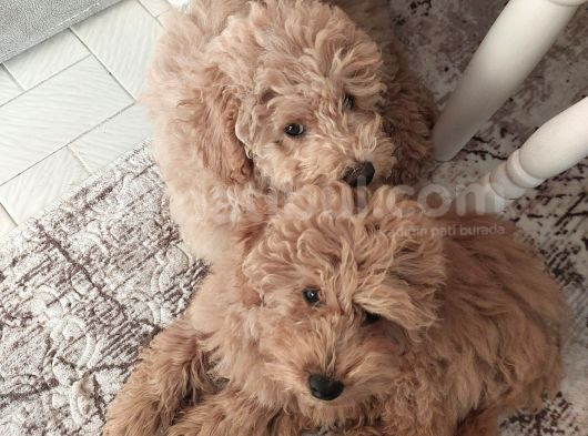 5 Aylik Poodle Bebekler görsel