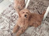 5 Aylik Poodle Bebekler