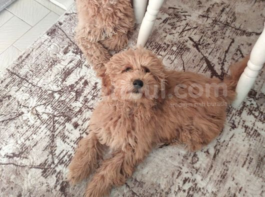 5 Aylik Poodle Bebekler görsel