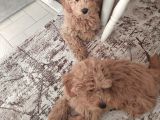 5 Aylik Poodle Bebekler