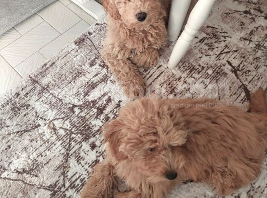5 Aylik Poodle Bebekler görsel