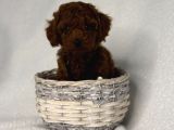 En Koyu Minicik Toy Poodle Bebdkler 