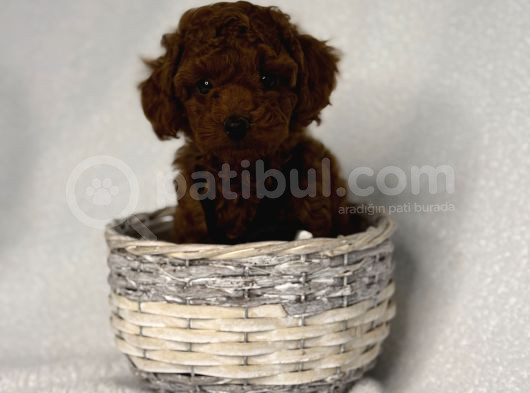 En Koyu Minicik Toy Poodle Bebdkler  görsel