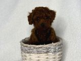 En Koyu Minicik Toy Poodle Bebdkler 