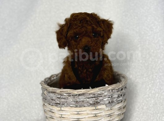 En Koyu Minicik Toy Poodle Bebdkler  görsel