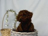 En Koyu Minicik Toy Poodle Bebdkler 