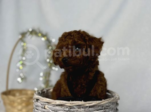 En Koyu Minicik Toy Poodle Bebdkler  görsel