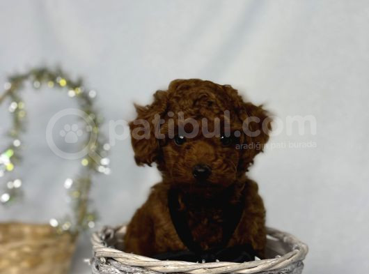 En koyu minicik toy poodle bebdkler 