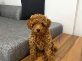 Mini boy puppy kıpkırmızı Red TOOY POODLE