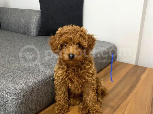 Mini Boy Puppy Kıpkırmızı Red Tooy Poodle