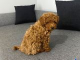 Mini Boy Puppy Kıpkırmızı Red Tooy Poodle