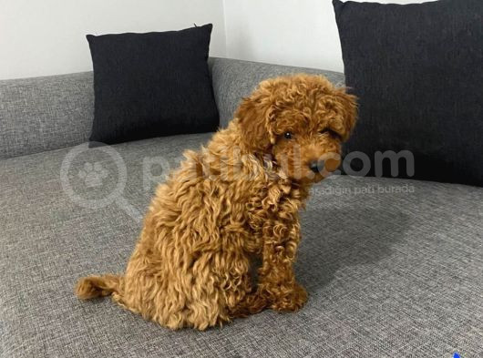 Mini Boy Puppy Kıpkırmızı Red Tooy Poodle görsel
