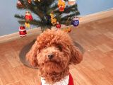 Çift yumurtalıklı orjinal toy poodle