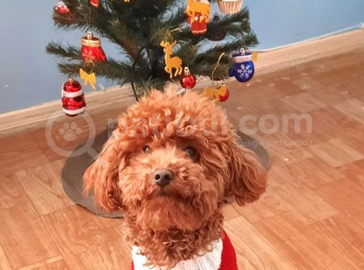 Çift Yumurtalıklı Orjinal Toy Poodle