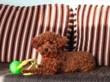 Çift Yumurtalıklı Orjinal Toy Poodle