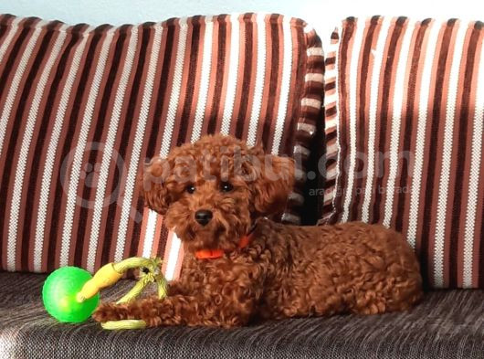 Çift Yumurtalıklı Orjinal Toy Poodle görsel