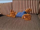 Çift Yumurtalıklı Orjinal Toy Poodle
