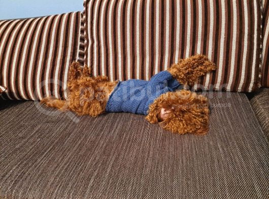 Çift Yumurtalıklı Orjinal Toy Poodle görsel