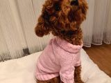 Çift Yumurtalıklı Orjinal Toy Poodle