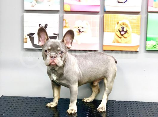 Full Aşili Karneli̇ Li̇lak Tan Erkek French Bulldog görsel
