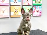 Full Aşili Karneli̇ Li̇lak Tan Erkek French Bulldog
