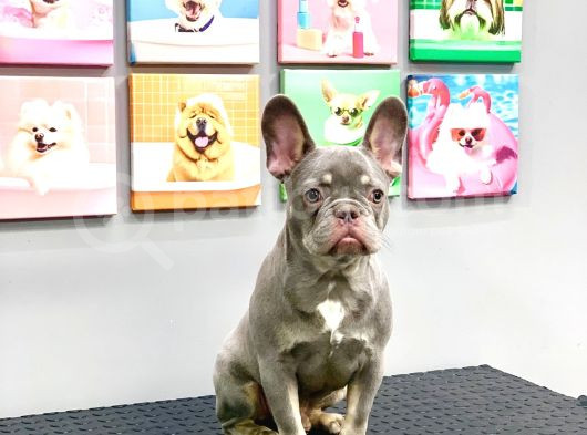 Full Aşili Karneli̇ Li̇lak Tan Erkek French Bulldog görsel