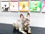 Full Aşili Karneli̇ Li̇lak Tan Erkek French Bulldog