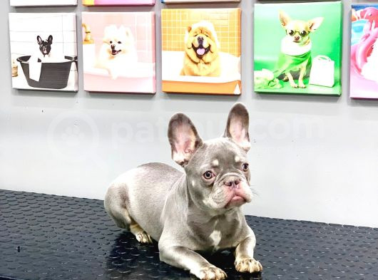 Full Aşili Karneli̇ Li̇lak Tan Erkek French Bulldog görsel