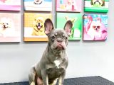 FULL AŞILI KARNELİ LİLAK TAN ERKEK FRENCH BULLDOG