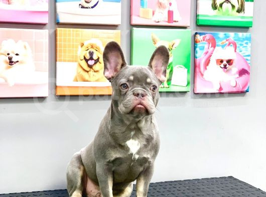Full Aşili Karneli̇ Li̇lak Tan Erkek French Bulldog