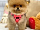 A KALİTE POMERANİAN BOO YAVRUMUZ