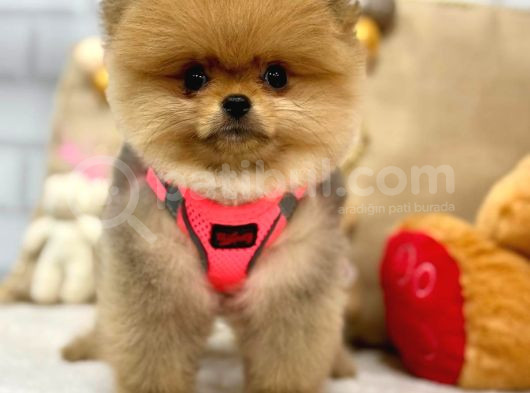 A Kali̇te Pomerani̇an Boo Yavrumuz