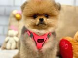 A Kali̇te Pomerani̇an Boo Yavrumuz