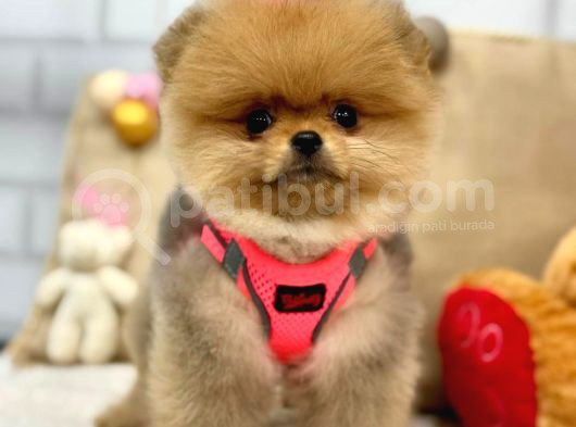 A Kali̇te Pomerani̇an Boo Yavrumuz görsel