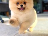Ayi Surat Pomerani̇an Boo Yavrumuz Ori̇ji̇nal Safkan