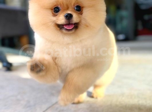 Ayi Surat Pomerani̇an Boo Yavrumuz Ori̇ji̇nal Safkan görsel