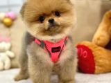 A Kali̇te Pomerani̇an Boo Yavrumuz